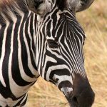 Zebras are united by their black and white striped coats