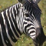 Zebras are several species of African equids