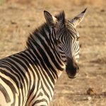 Equus zebra is the scientific name of Mountain zebra