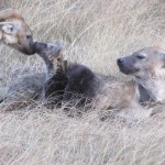 Samburu and Meru in the northern Kenya are home to some interesting localized country species