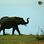 Elephants often raise its trunk when trumpeting