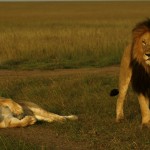 Lion is the second-largest living cat