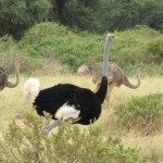 An ostrich can run upto a speed of 70 km/h