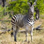 Equus quagga burchellii is the scientific name of Burchell's zebra