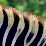 Zebras have excellent hearing and rounder and larger ears than horses