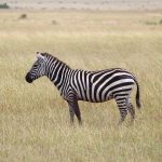 Zebra is closely related to horses, asses, and donkeys