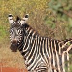 The three species of zebras are the Grevy's zebra, the plains zebras, and the mountain zebras