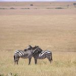 Fertile hybrids occur between Grevy's zebra and plains zebras in certain regions of Kenya