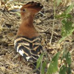 From September to April many resident bird species are in breeding plumage