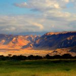 Masai's diet consists of raw meat, raw blood, and raw milk