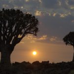 There are many ceremonies in Maasai tribe