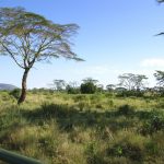 Marriage is known as Enkiama in Masai language