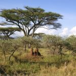 Earlobe ceremony is called Enkigerunoto oo-inkiyiaa in Masai language