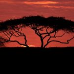 Maasai tribe is a unique and popular tribe that has a long preserved culture