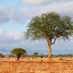 Despite civilization, western cultural influences, and education, the Maasai tribe have clung to their traditional ways