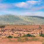 Masai Mara, Kenya 1995 - large Herds of Wildebeest and Zebras. Scanned analogue Film Shot