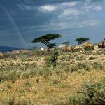 Masai's distinctiveness has made them one of Kenya's most internationally famous tourist attractions