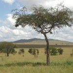 Masai's distinctive culture has made them one of Kenya's most internationally famous tourist attractions