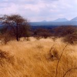 Masai tribe's distinctiveness has made them one of Kenya's most internationally famous tourist attractions