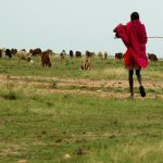 The Maasai tribe are schooled in both Swahili and English