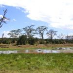 Masai's distinctive dress style and culture has made them one of Kenya's most internationally famous tourist attractions