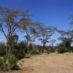 The Maasais reside in both Kenya and Tanzania