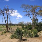 The Maasai reside in both Kenya and Tanzania