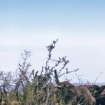 Maasai tribe reside in both Kenya and Tanzania