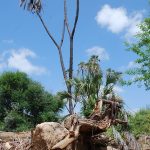 The Maasais reside in both Tanzania and Kenya