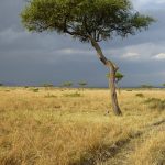 Maasais reside in both Tanzania and Kenya