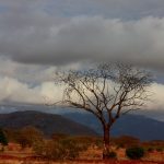 The Maasai tribe reside in both Tanzania and Kenya