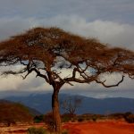 The Maasai live along the border of Kenya and Tanzania