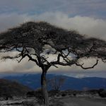 Two thirds of Maasai tribe's land was taken away by the Kenyan government and the British