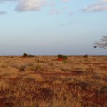 Two thirds of Maasai's land was taken away by the Kenyan government and the British