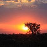 Two thirds of the Maasai's land was taken away by the Kenyan government and the British