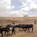 Maasai families live in enclosures called Enkang that are protected by fences or bushes with sharp thorns