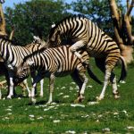Predators and biting insects are confused by the stripes of a moving zebra by the wagon-wheel effect and the barber pole illusion