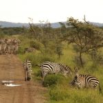 Zebras have night vision