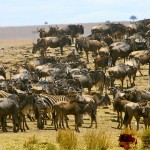 The crossing of the River Mara is the highlight of the migration