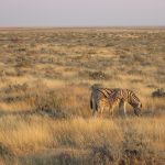 Zebra's night vision is not as advanced as that of their predators