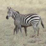Zebras often groom each other