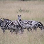 Bitings insets and predators are confused by the stripes of a moving zebra