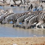 Bitings insets and predators are confused by the stripes of a moving zebra by motion dazzle