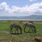 Zebras have more stripes in warmer habitats