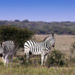 A couple of Zebras, photo taken at Khama Rhino Sanctuary, Botswana.