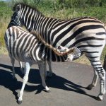 A group of zebras moving together appear as one mass of flickering stripes to the predators making it more difficult for them to pick out a target