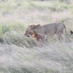 A pride of lions consists of a small number of adult males and related females and offspring