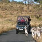 Zebras have larger and rounder ears than horses