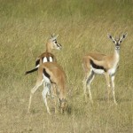 The wildebeest migration is one of Kenya’s greatest wildlife spectacles