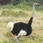 The scientific name of ostrich is Struthio camelus